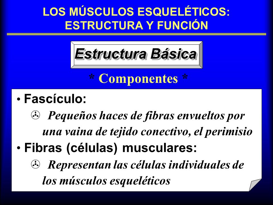 estructura y funcionamiento del musculo esqueletico